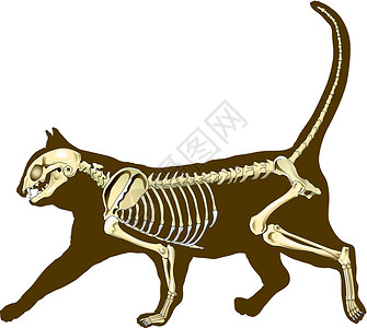 动物头骨猫咪收音机科学兽医肋骨学习骨骼动物骨头照相动物学设计图片