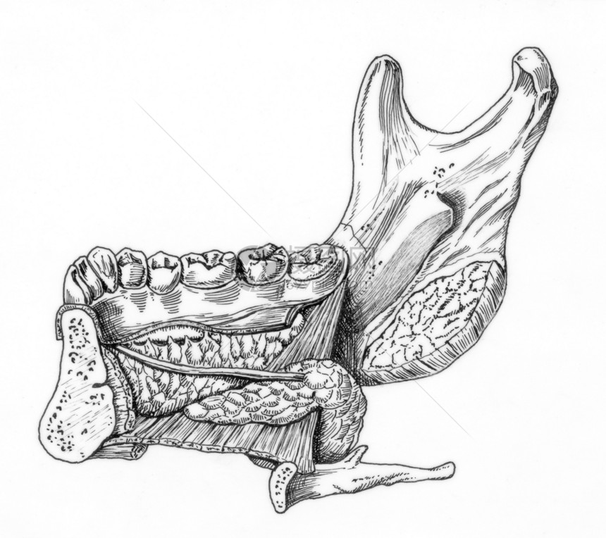 人的下巴解剖学草图医师腺体大学病理药品骨头铅笔手术图片