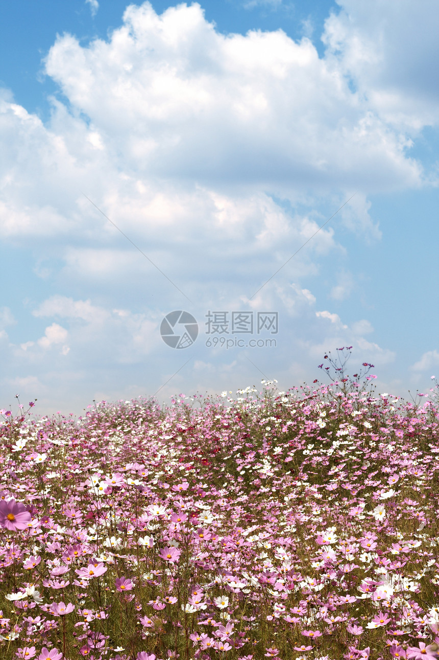 野生宇宙的花朵植物群蓝色环境场地濒危雏菊衬套受保护国家花粉图片