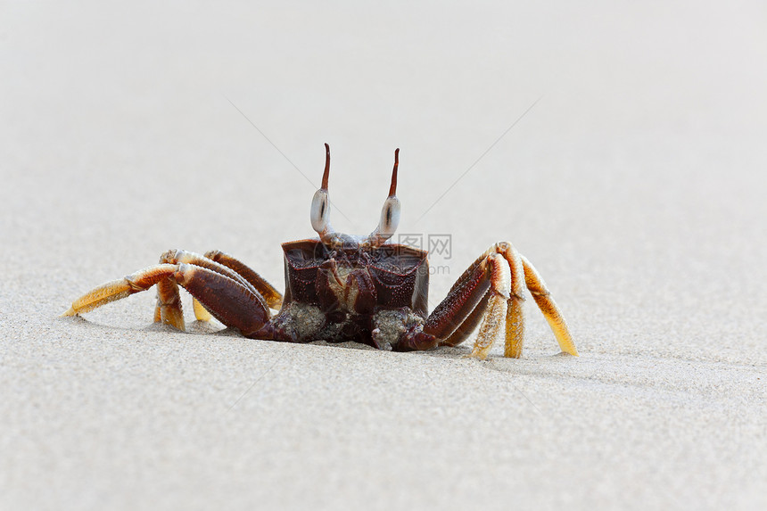 螃蟹海岸线动物海滩照片动物群姿势甲壳类海洋癌症图片