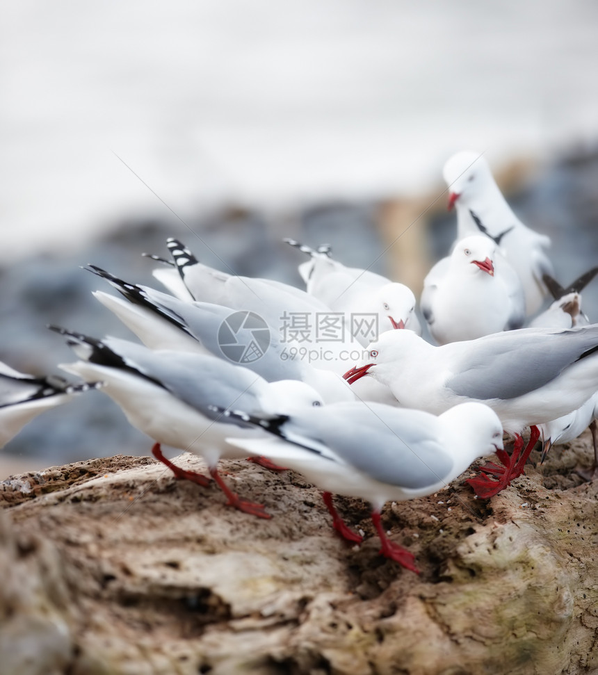 自然航班海鸟自由海洋翅膀野生动物辉光晴天天空太阳图片