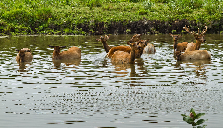 水里有鹿和落地鹿森林雄性哺乳动物动物树木野生动物宠物阳光小鹿图片