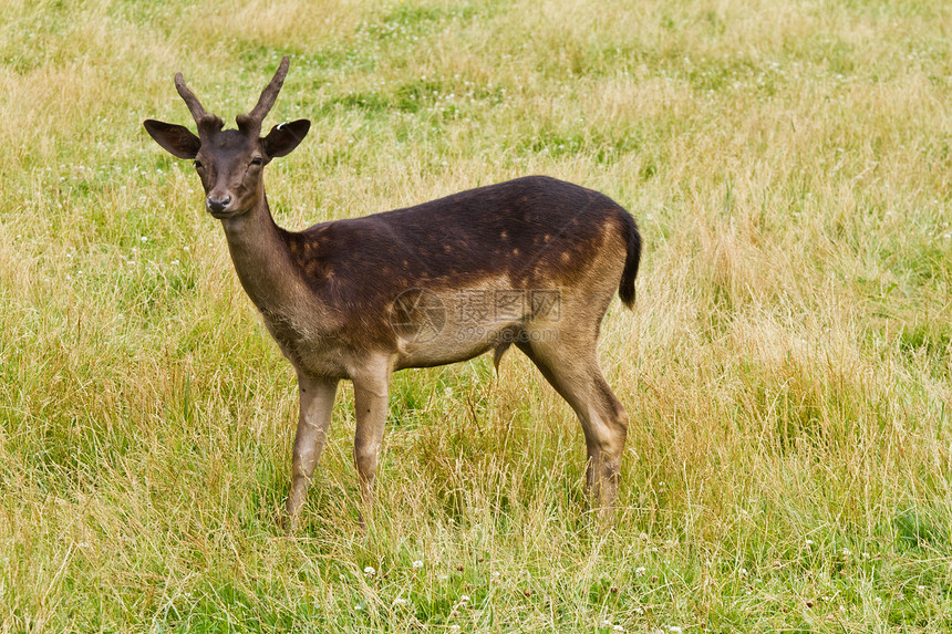 野鹿的自然性质荒野野生动物草地女性场地公园风景哺乳动物国家白尾图片