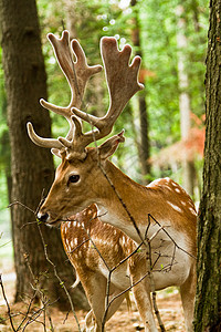 森林中的落鹿阳光宠物小鹿雄性哺乳动物动物野生动物树木森林背景图片