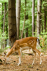 森林中的落鹿宠物小鹿野生动物动物阳光树木哺乳动物森林雄性背景图片