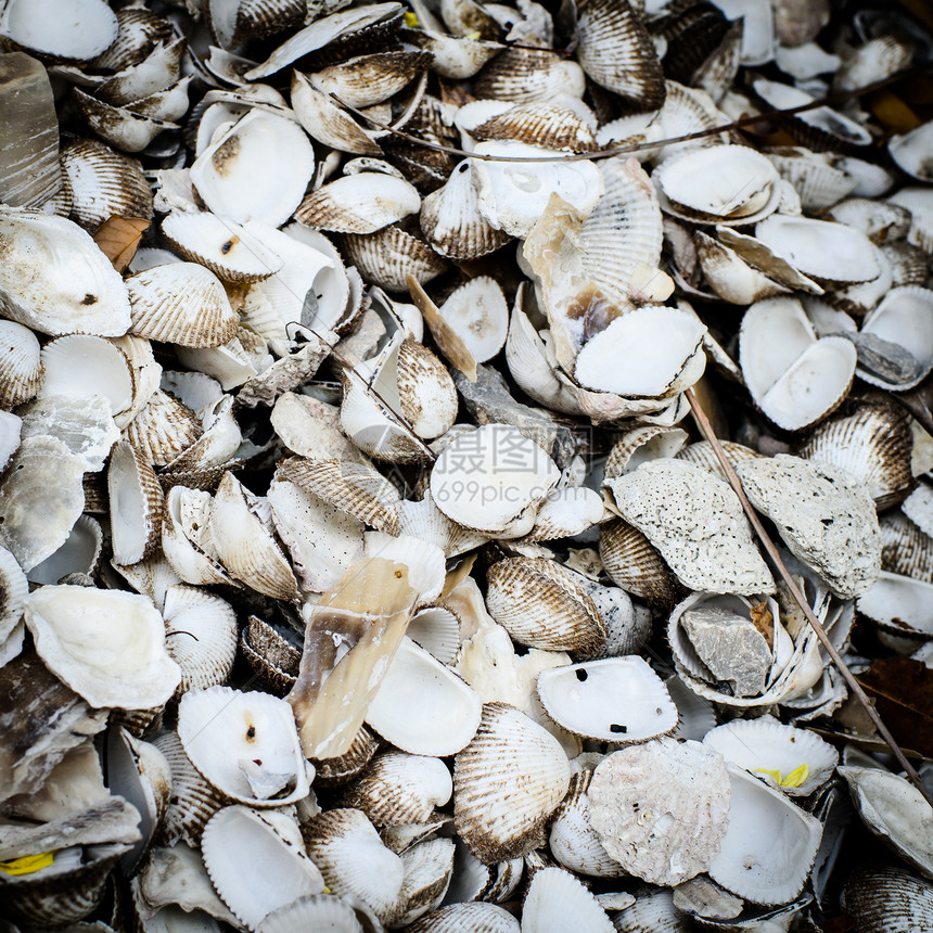 旧贝壳和肮脏背景贝类旅行海岸收藏白色蜗牛海洋黑色假期宏观图片