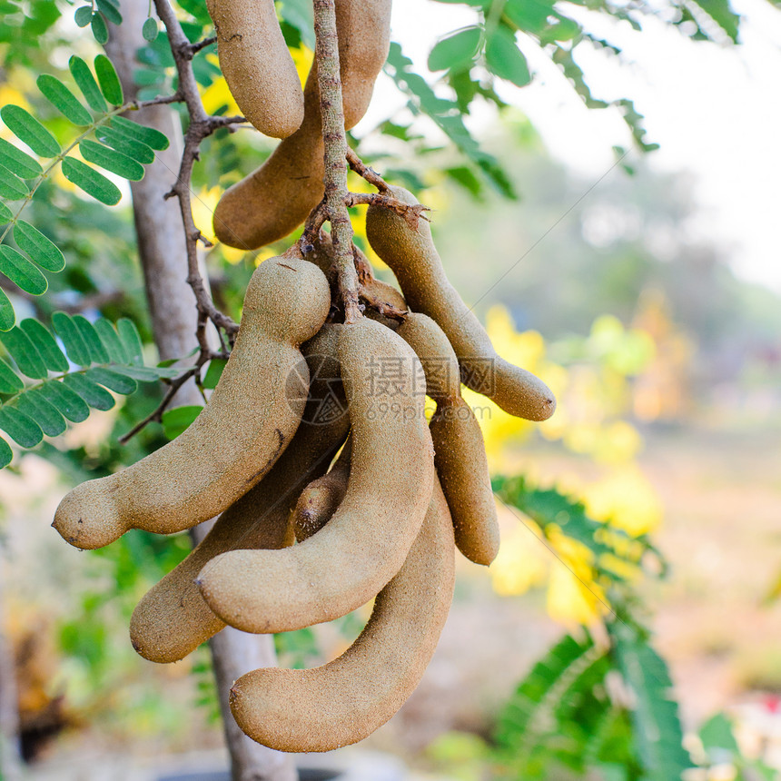 Tamarind树蔬菜热带香料甜点烹饪食物种子团体叶子营养图片