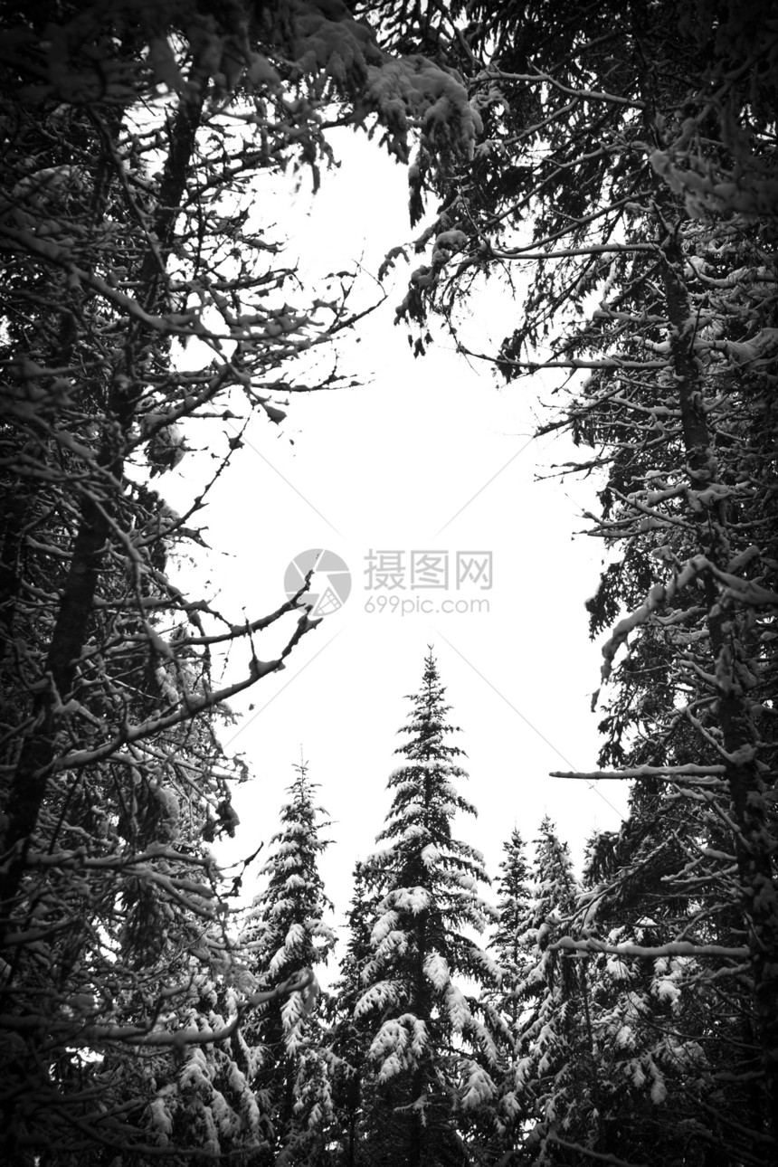 白雪森林插图树木枞树美丽粉雪场景框架木头风景图片