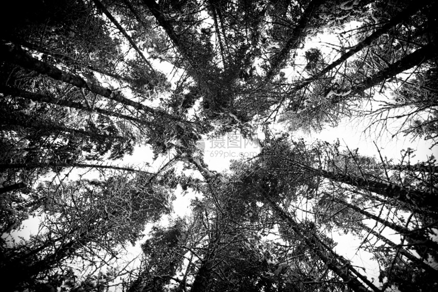 白雪森林插图风景粉雪树木场景美丽框架木头枞树图片