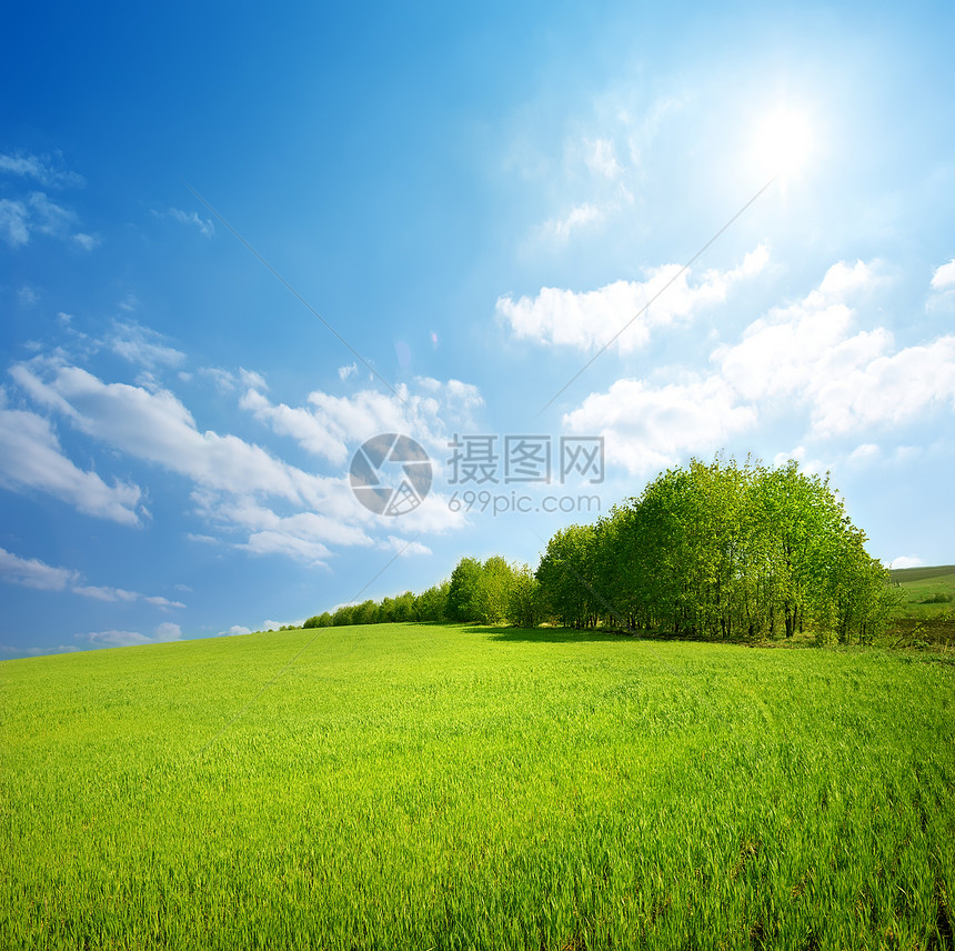 草地和树木阳光太阳雏菊天空植物植物群土地木头荒野蓝色图片