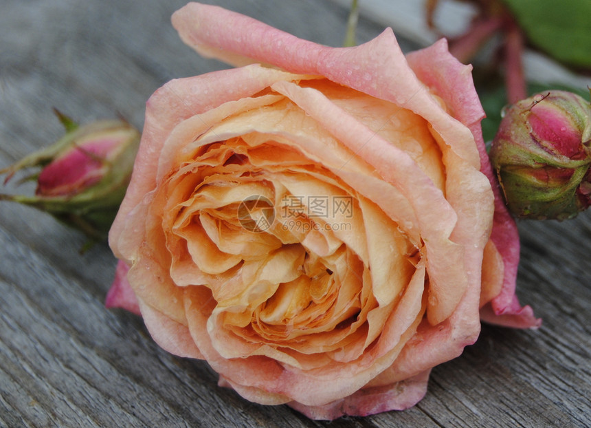 玫瑰粉色橙子花园红色公主灰色果味皇家木头香味图片