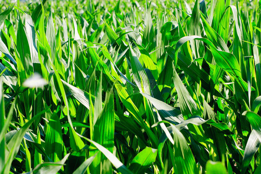绿玉米田地背景图片