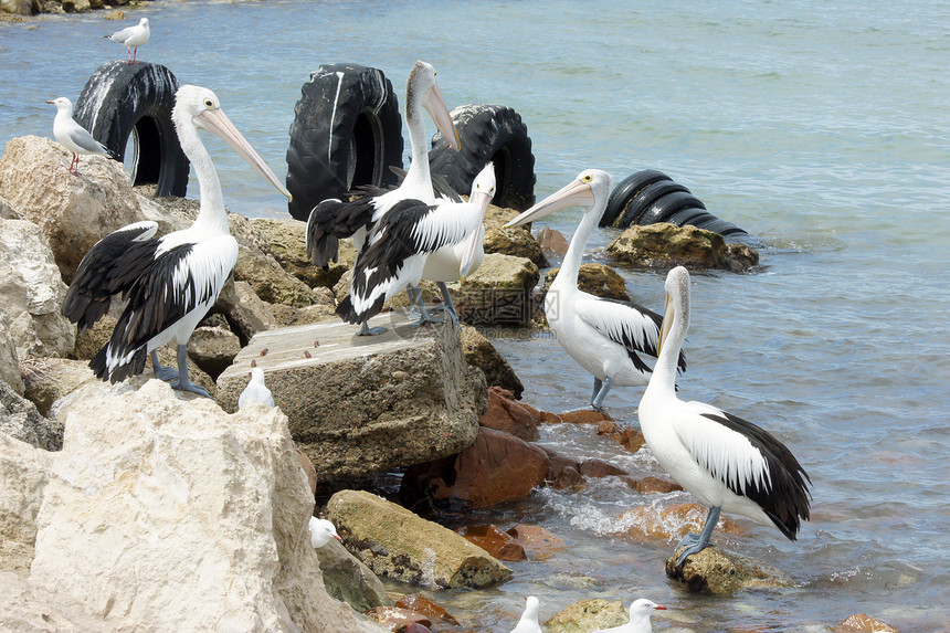 澳大利亚Pelican岛 袋鼠岛黑色假期野生动物旅行白色图片