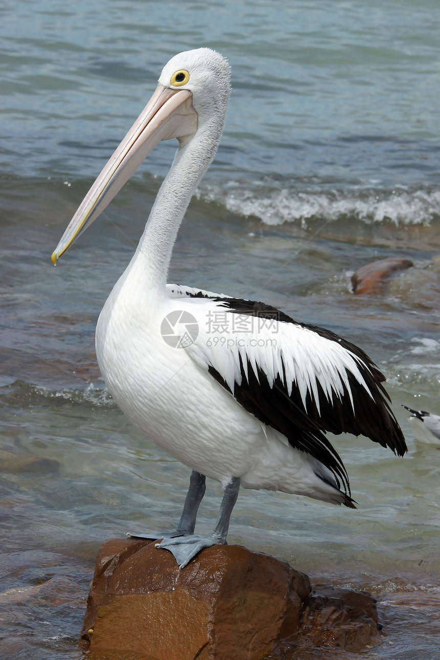 澳大利亚Pelican岛 袋鼠岛黑色假期野生动物白色旅行图片