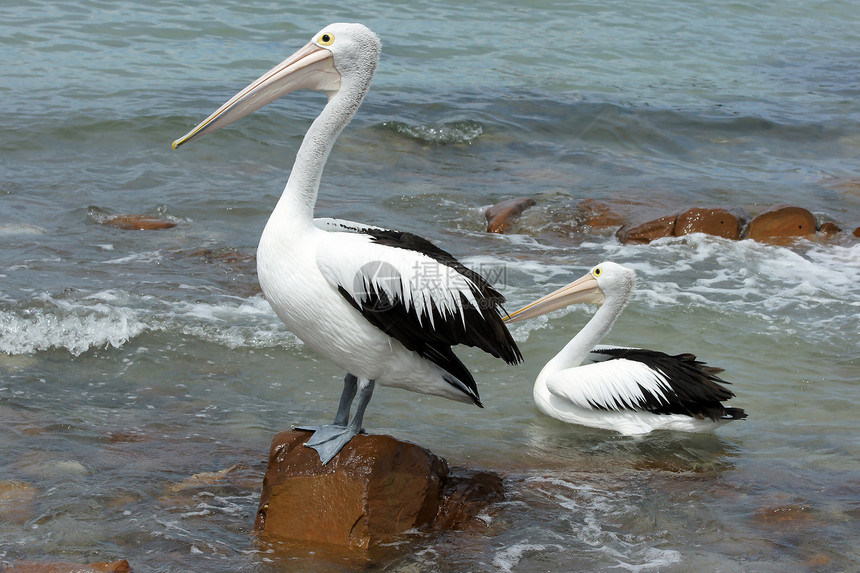 澳大利亚Pelican岛 袋鼠岛白色黑色野生动物假期旅行图片