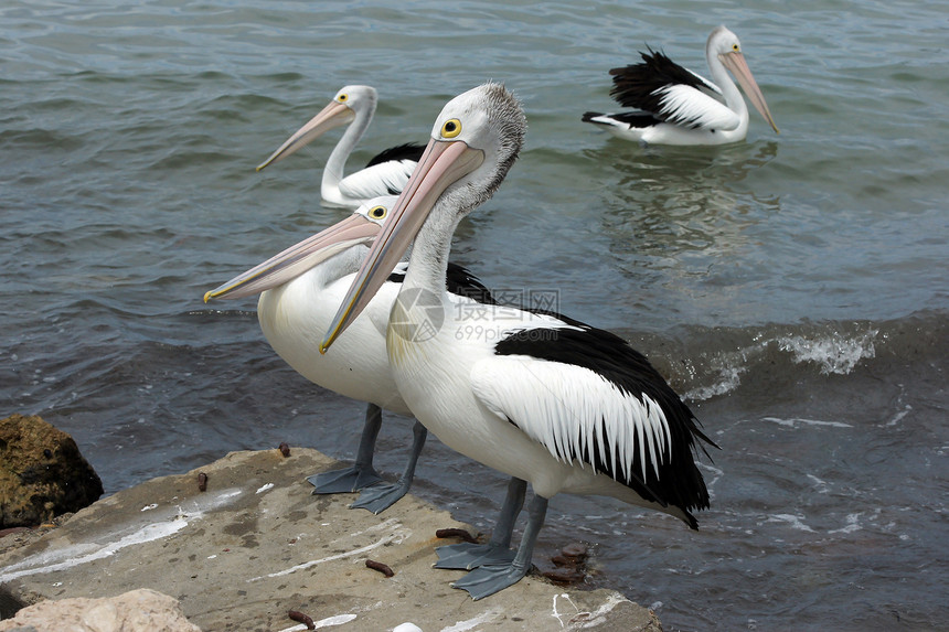 澳大利亚Pelican岛 袋鼠岛旅行白色假期黑色野生动物图片