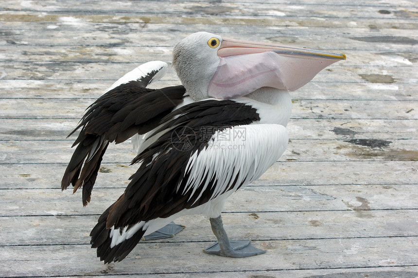 澳大利亚Pelican岛 袋鼠岛黑色旅行假期野生动物白色图片