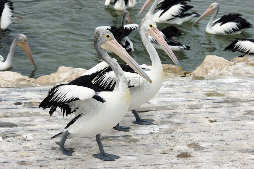 澳大利亚Pelican岛 袋鼠岛野生动物黑色白色假期旅行图片