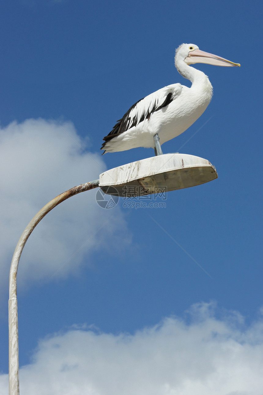 澳大利亚Pelican岛 袋鼠岛黑色假期野生动物白色旅行图片