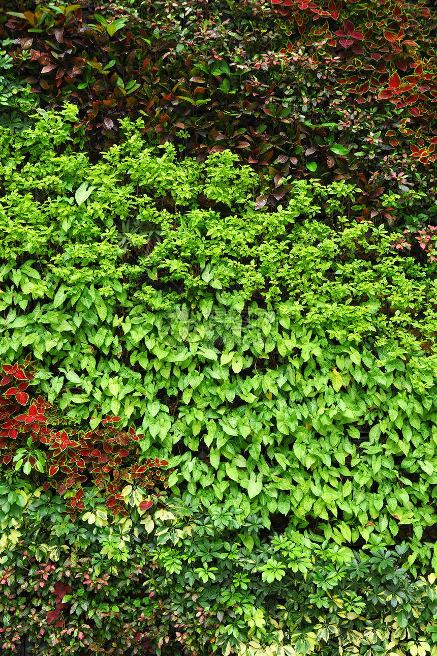 植物墙壁栅栏树篱墙纸植物群杂草地毯生态场地地面花园图片