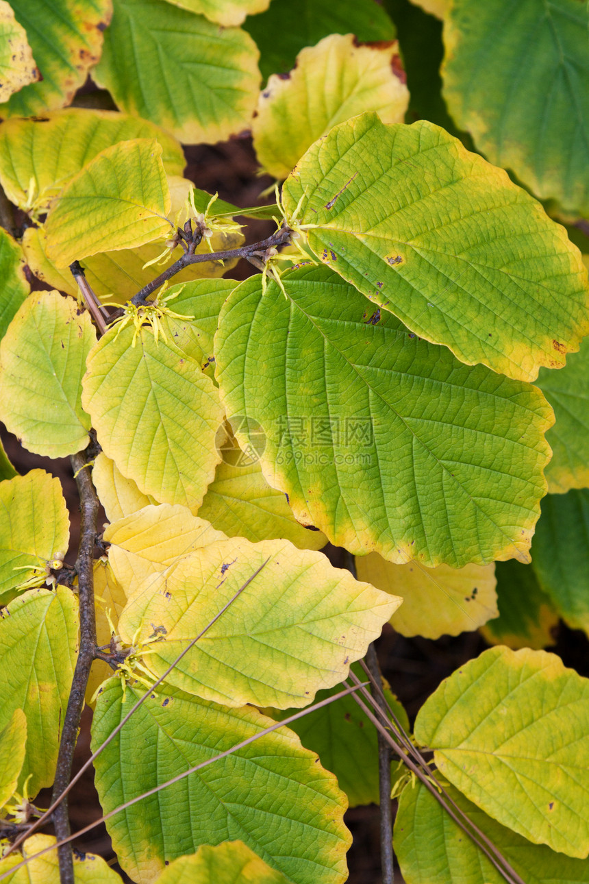 绿纸和黄纸热带花园异国自然光合作用网格植物群叶子情调床单图片