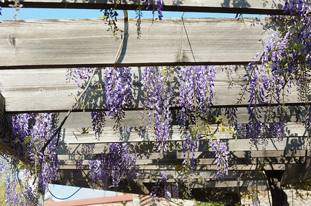 西部地区紫丁香宏观天空紫色植物花瓣文化白色阳光活力高清图片