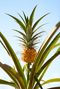 菠萝厂农场生长花园热带情调农业营养树叶植物种植园高清图片