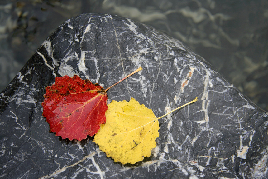 色彩多彩的叶子季节性植物群植物黄色红色岩石季节森林宏观橙子图片