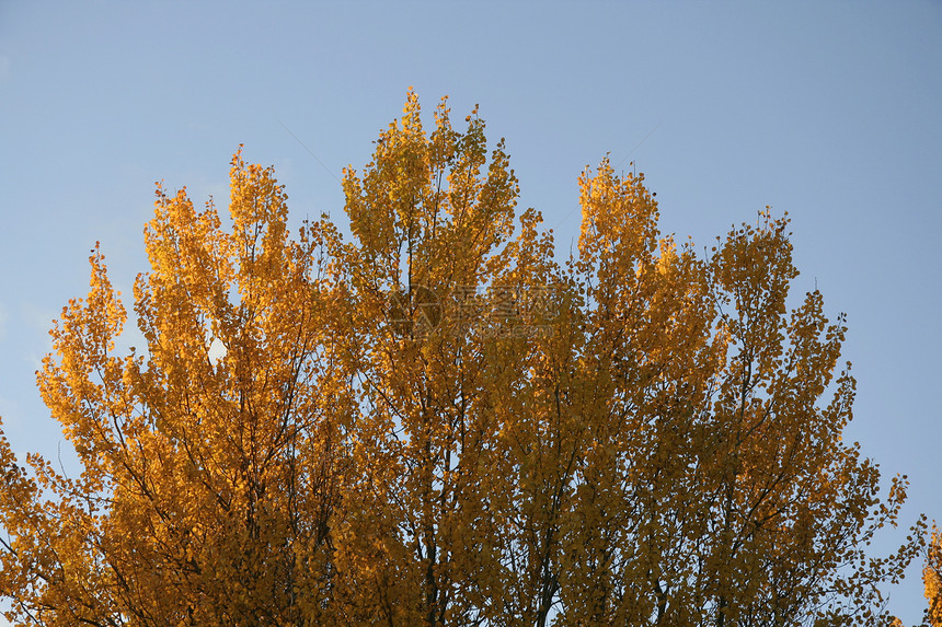 秋树树植物生态木头环境场景土地植物群农村阳光蓝色图片