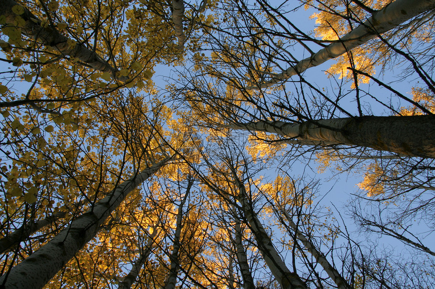 秋树生态地平线季节草地场地孤独植物木头蓝色风景图片