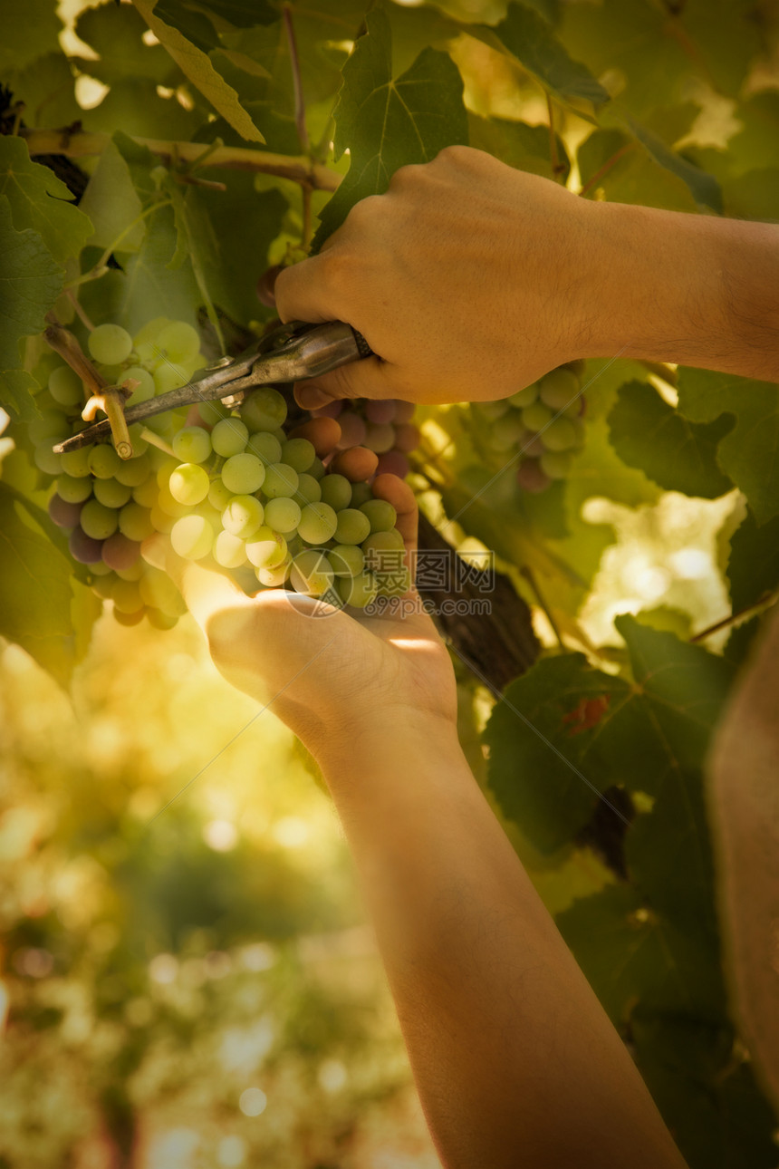葡萄收获男性酒精植物水果藤蔓葡萄园栽培酒商食物叶子图片