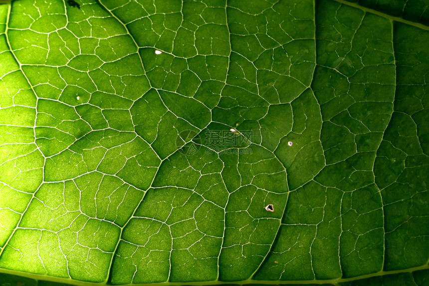绿叶花园植物群材料进步叶子刀刃生长环境生活静脉图片