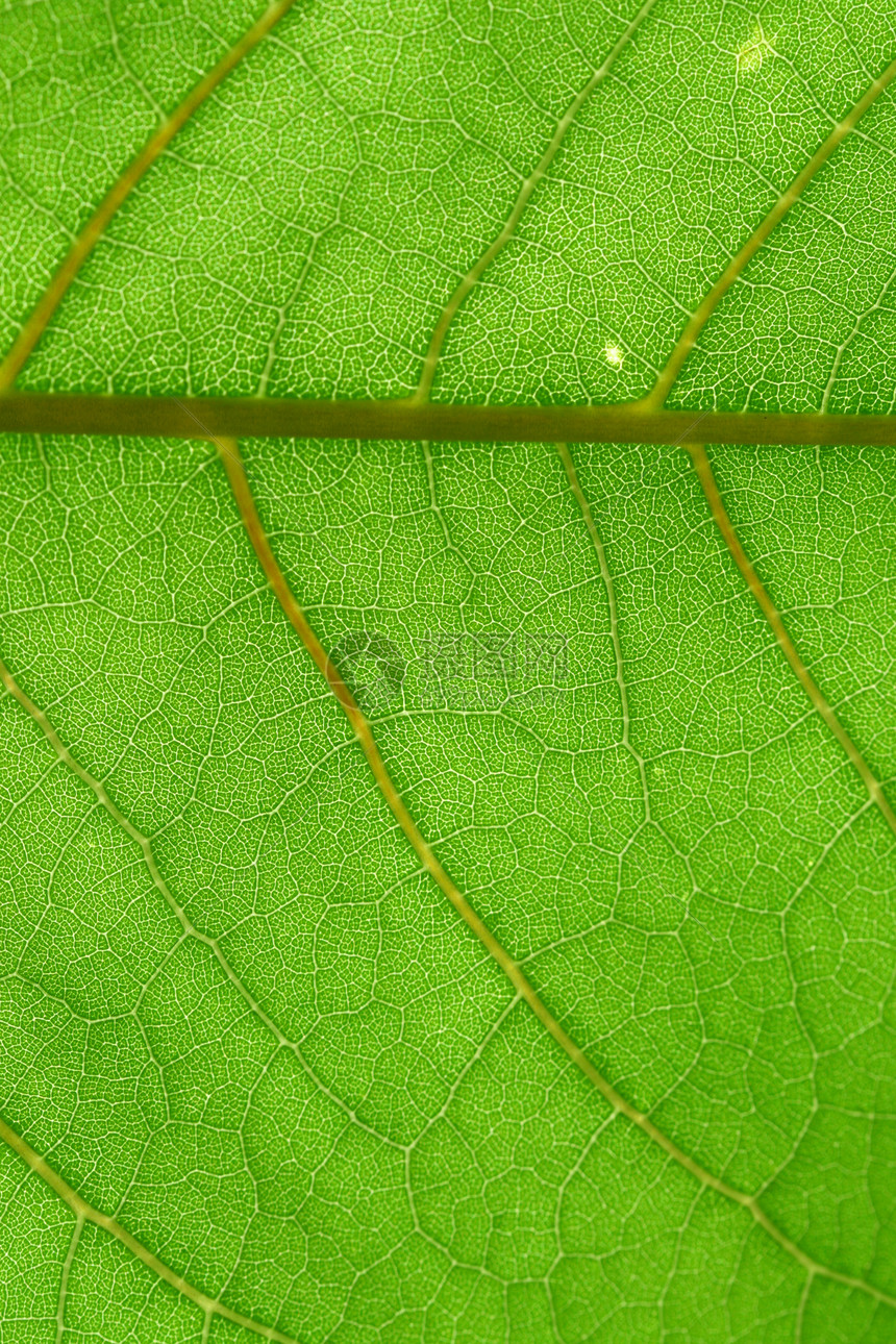 绿叶叶子环境刀刃植物学黄色生物学园艺材料植物进步图片