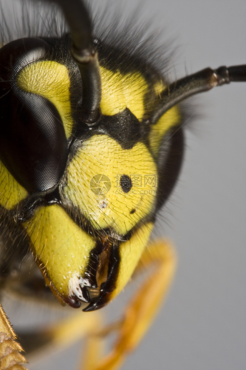 灰色背景中的黄蜂头对象昆虫探者夹克头发天线蜜蜂黄色黑色生物图片