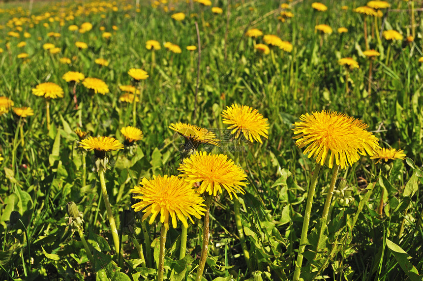 在草原上的黄花朵场地阳光农田食物土地季节国家农村植物生长图片