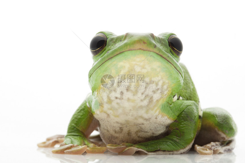 白色的树蛙物种宠物青蛙濒危动物园野生动物生物学绿色眼睛动物学图片