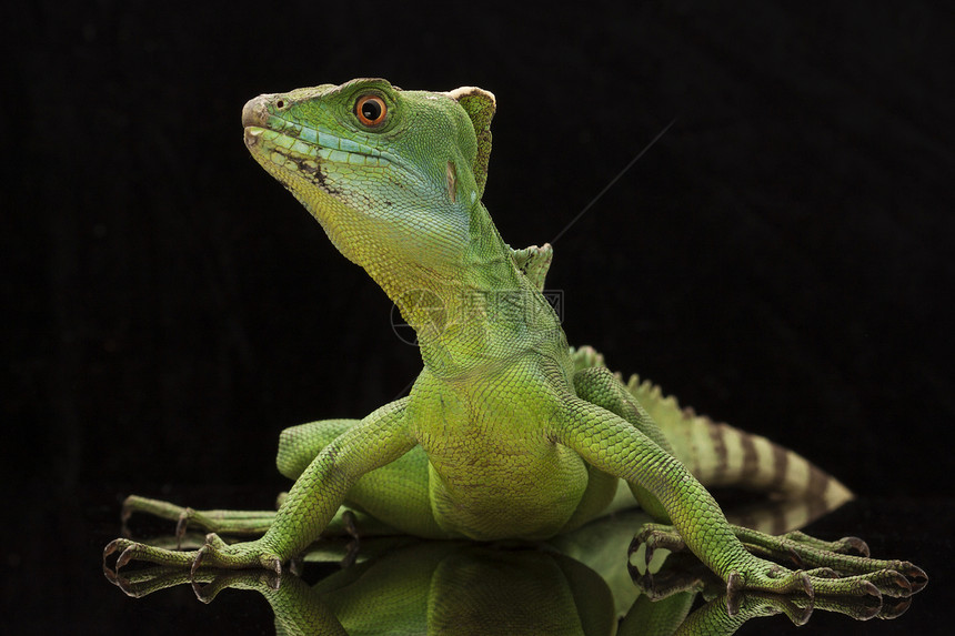绿宠物背景生物学尾巴捕食者野生动物动物学蛇怪物种蜥蜴图片