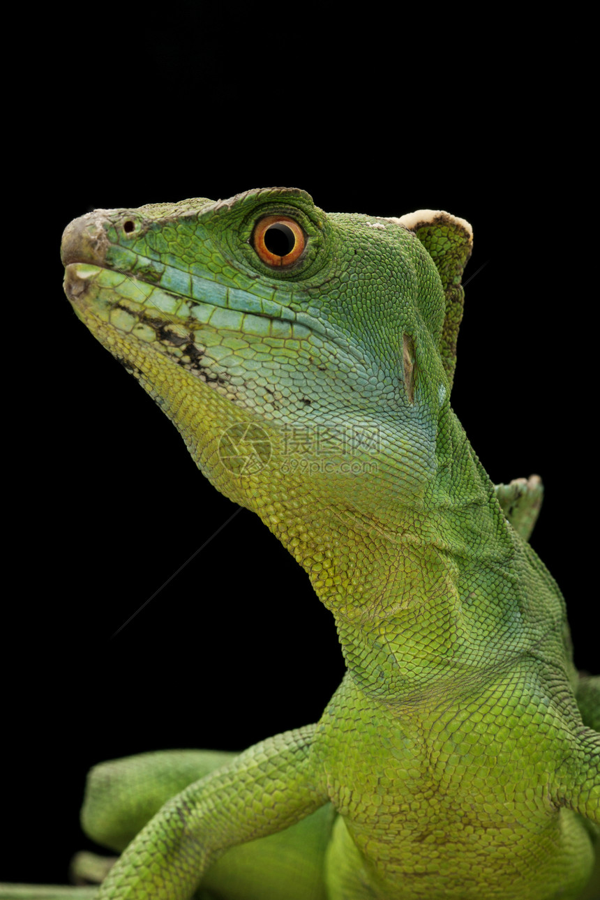 绿物种黑色眼睛捕食者尾巴背景蛇怪绿色濒危生物学图片