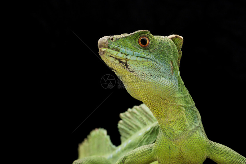 绿动物学黑色尾巴濒危生物学蛇怪危险眼睛野生动物蜥蜴图片