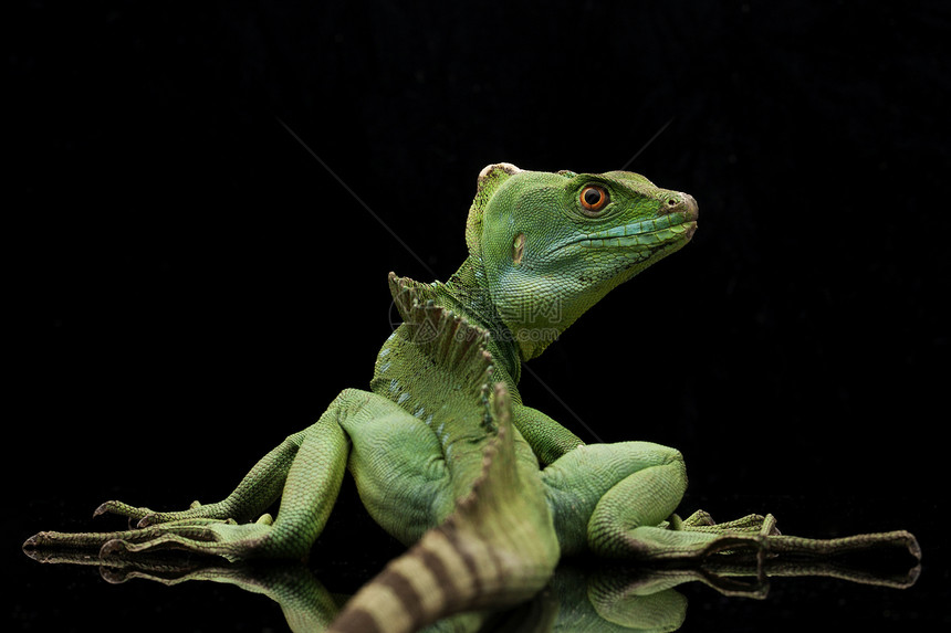 绿危险物种黑色动物学尾巴宠物生物学蛇怪野生动物蜥蜴图片