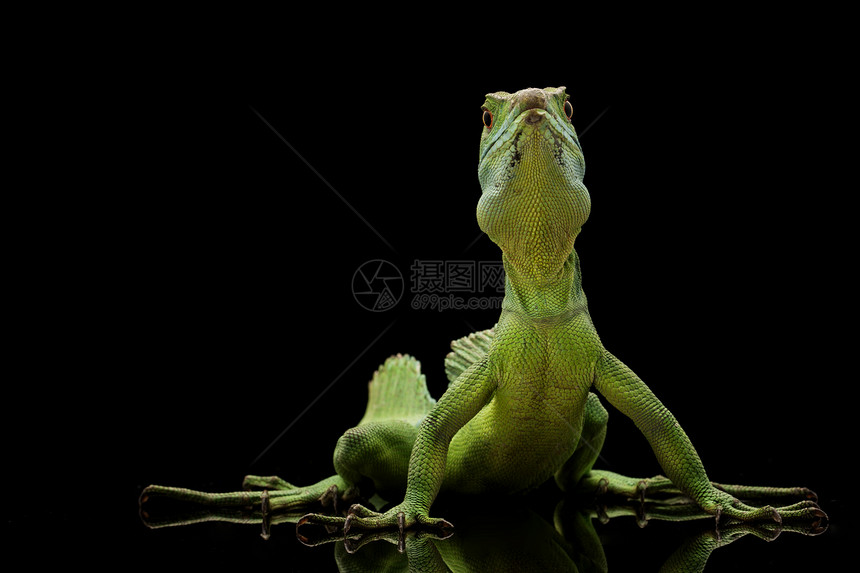 绿绿色背景蜥蜴眼睛捕食者野生动物危险濒危动物学物种图片