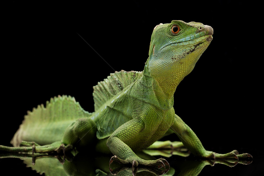 绿眼睛野生动物黑色蜥蜴绿色蛇怪背景动物学濒危物种图片
