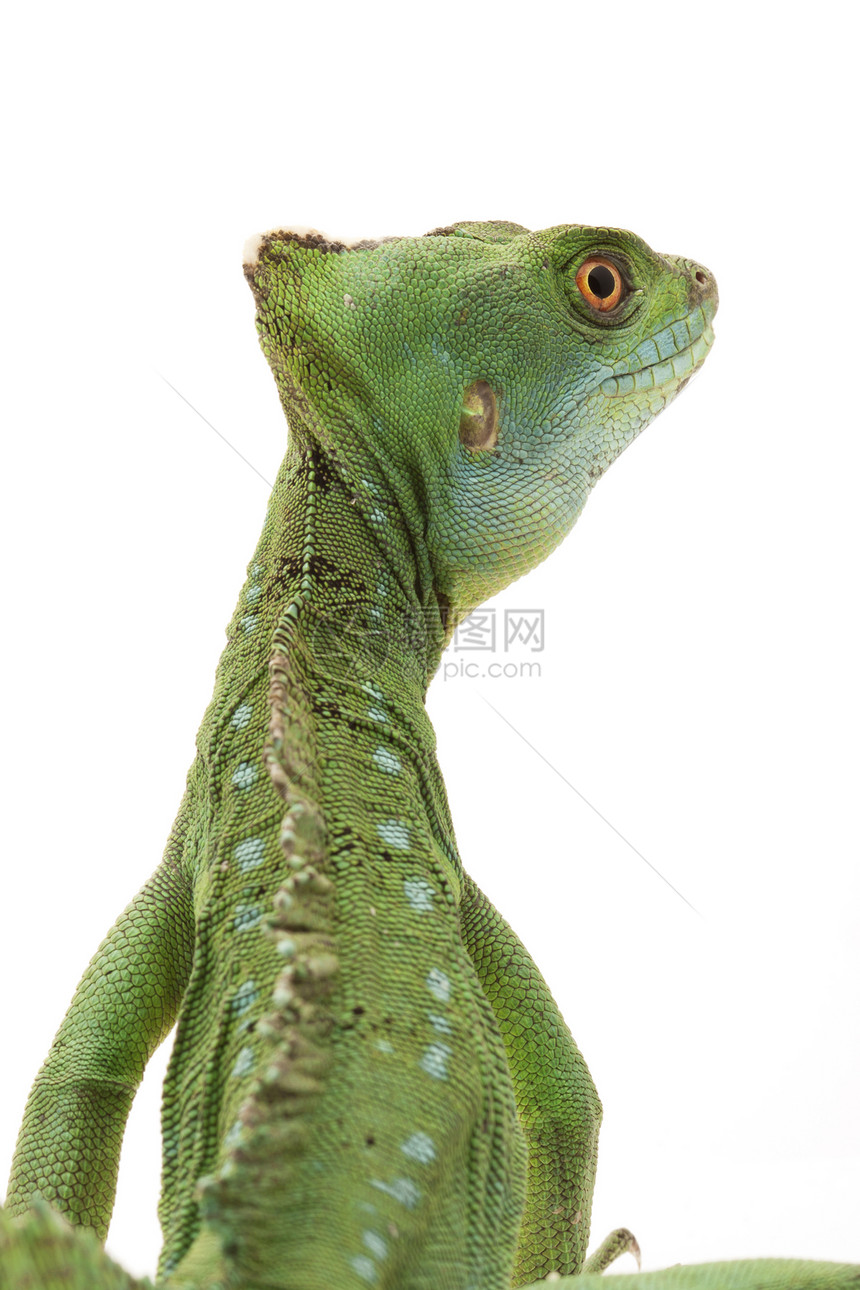 绿生物学物种尾巴蜥蜴绿色黑色野生动物捕食者动物学蛇怪图片