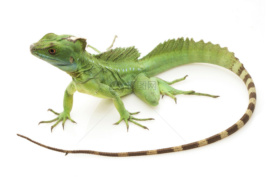 绿蜥蜴绿色野生动物黑色尾巴蛇怪捕食者宠物生物学物种图片