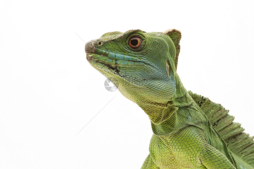 绿捕食者黑色蜥蜴蛇怪眼睛尾巴生物学绿色野生动物宠物图片