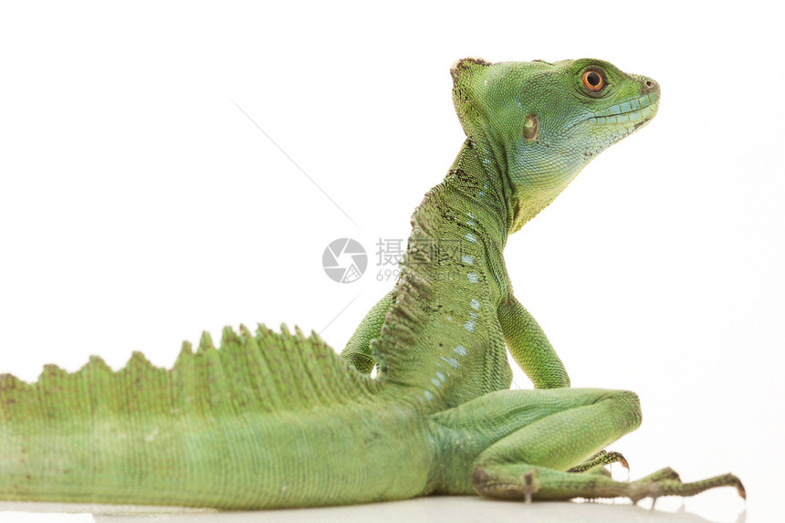 绿黑色宠物濒危危险捕食者尾巴野生动物蜥蜴蛇怪绿色图片