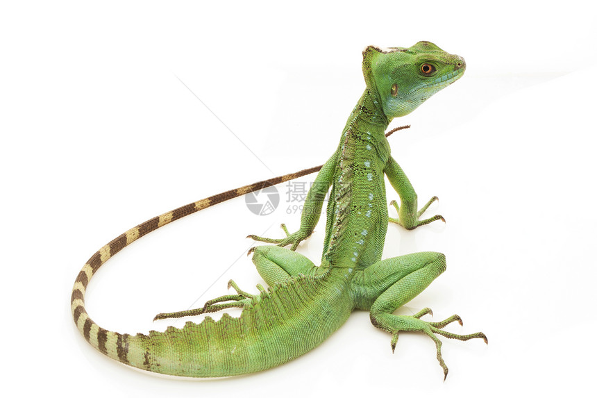 绿濒危生物学危险物种蜥蜴眼睛尾巴捕食者宠物野生动物图片