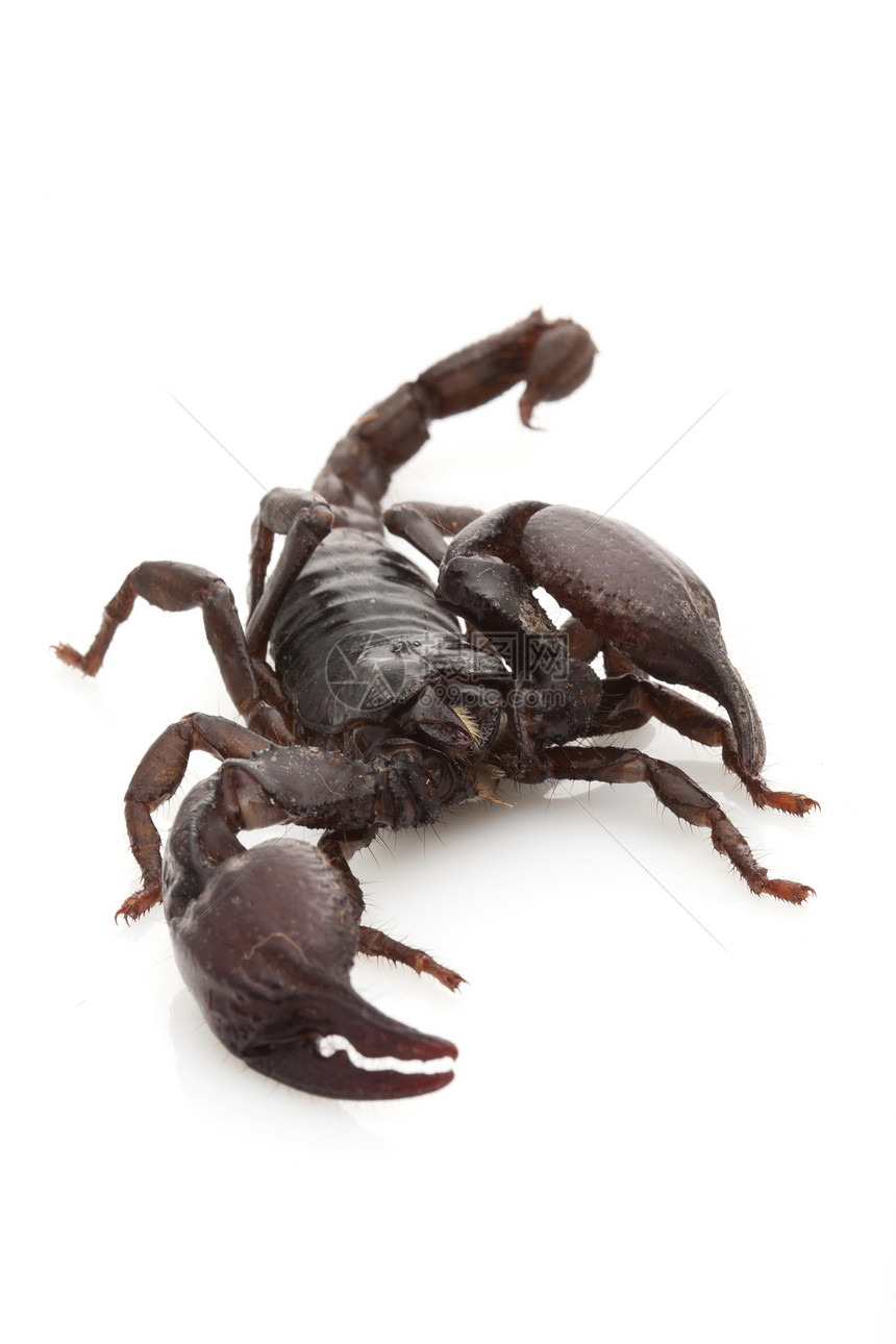 红爪蝎濒危冷血异国毒液动物学危险物种宠物情调漏洞图片