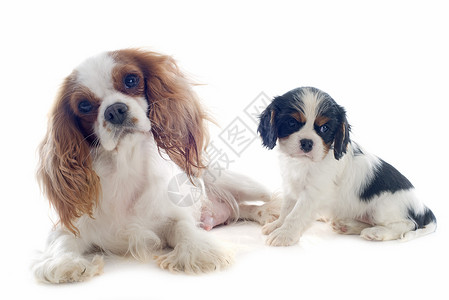查理王骑士猎犬骑兵骑士王查尔斯女性三色猎犬棕色工作室小狗成人白色宠物母亲背景
