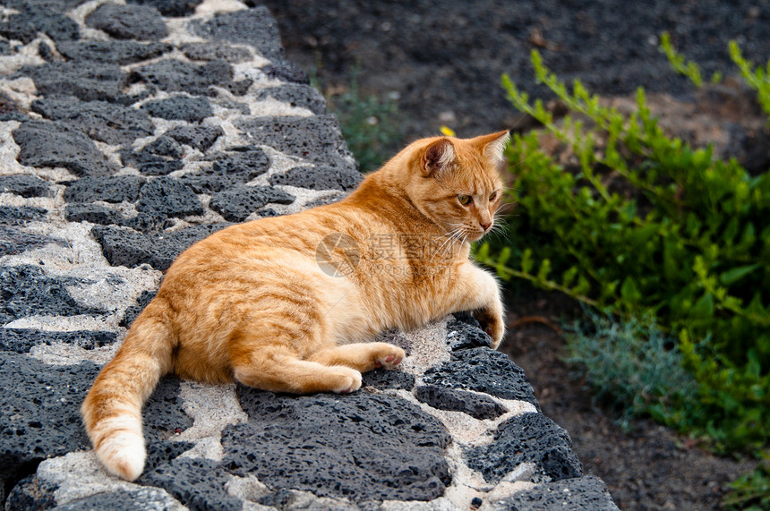 金金猫毛皮三色猫科动物印花布橙子头发动物胡须金子小猫图片
